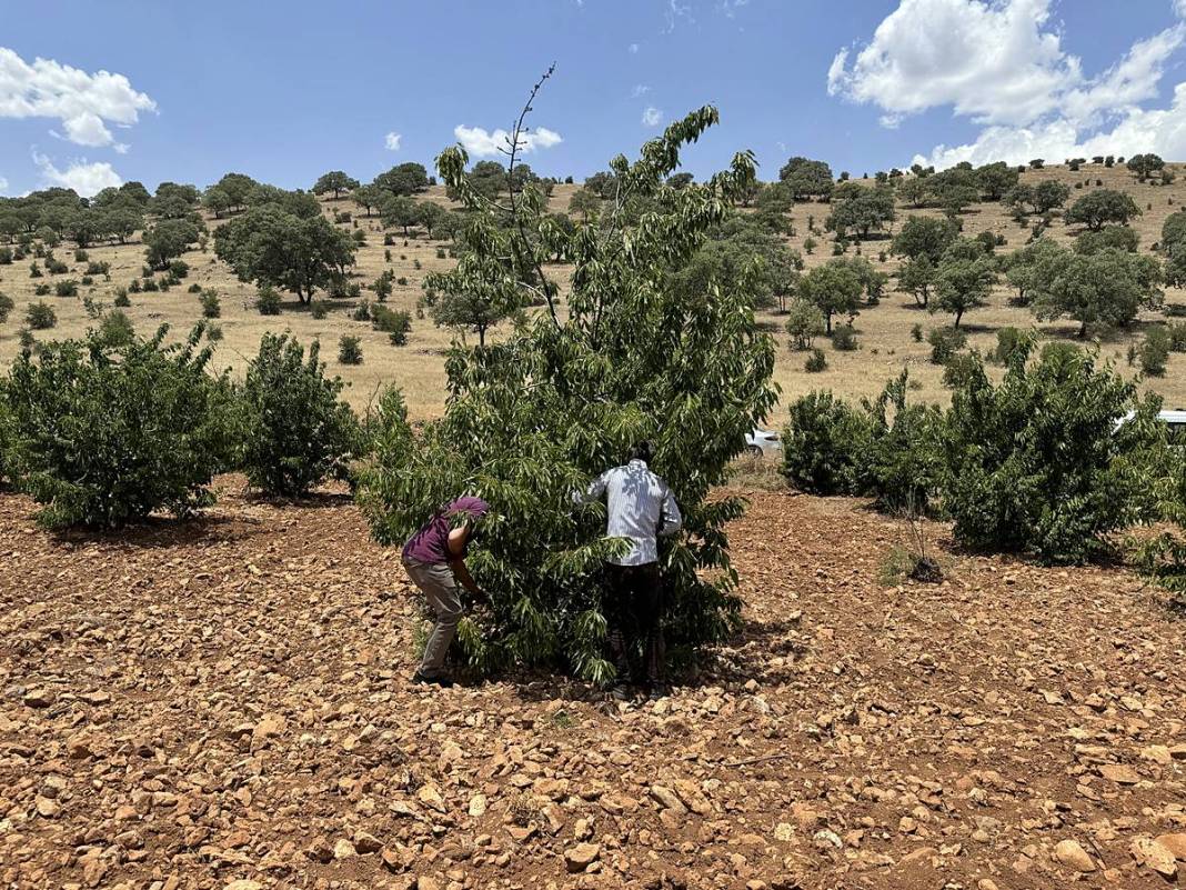 Güneydoğu'dan dünyaya: Napolyon kirazının inanılmaz yolculuğu! Sadece bir meyve değil; bu kirazlar umudun simgesi 1